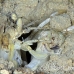 shrimp_mantis_unknown_sne_h_0176_yap0518.jpg